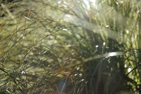 sunlight through tall grass